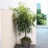 Fast Growing Trees Ficus Alii And Summer Sunset Asiatic Jasmine Combo Air Purifying House Plants 1 Fast Growing Trees Ficus Alii And Summer Sunset Asiatic Jasmine Combo Air Purifying House Plants