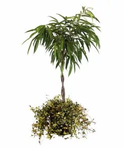 Fast Growing Trees Ficus Alii And Summer Sunset Asiatic Jasmine Combo Air Purifying House Plants