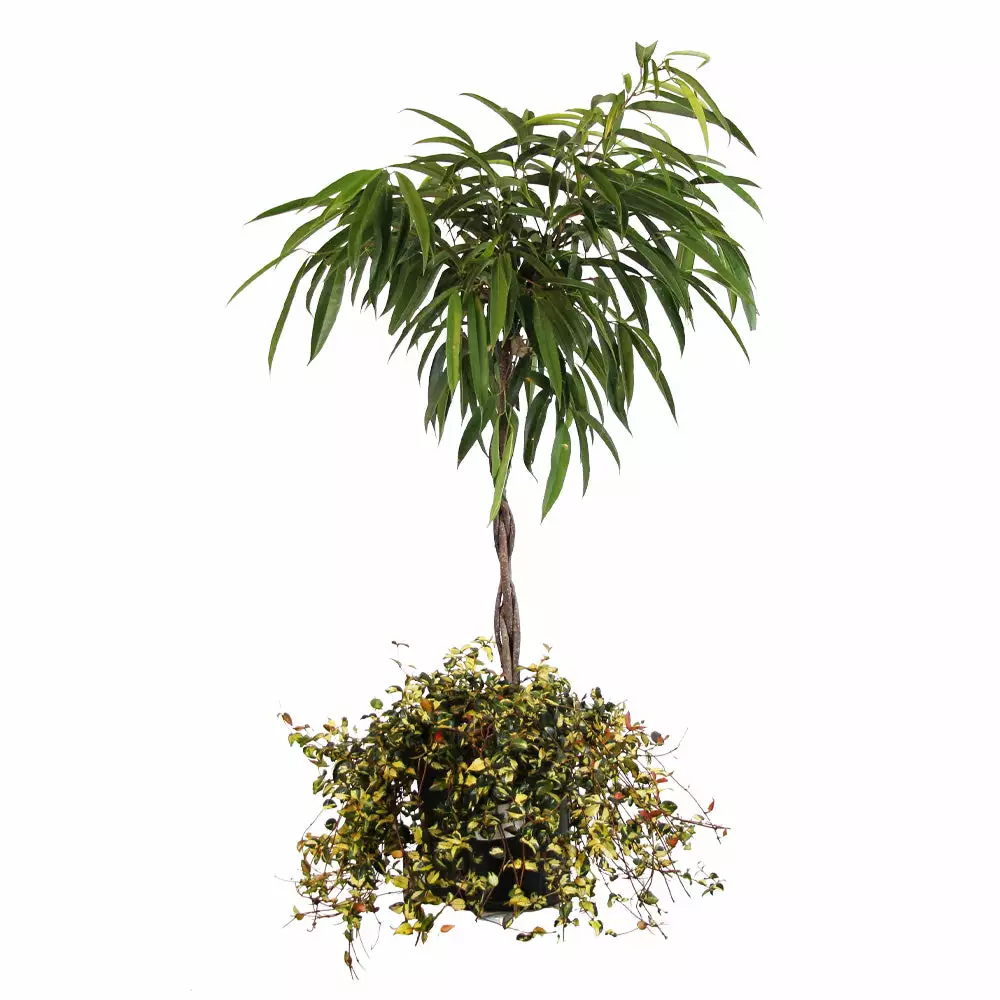 Fast Growing Trees Ficus Alii And Summer Sunset Asiatic Jasmine Combo Air Purifying House Plants 4 Fast Growing Trees Ficus Alii And Summer Sunset Asiatic Jasmine Combo Air Purifying House Plants