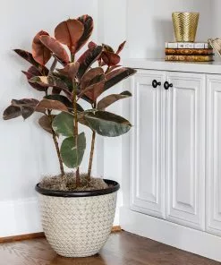 Fast Growing Trees Ficus Ruby (Variegated Rubber Plant) Air Purifying House Plants