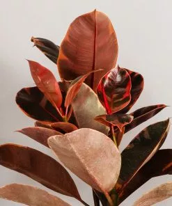 Fast Growing Trees Ficus Ruby (Variegated Rubber Plant) Air Purifying House Plants 12 Fast Growing Trees Ficus Ruby (Variegated Rubber Plant) Air Purifying House Plants