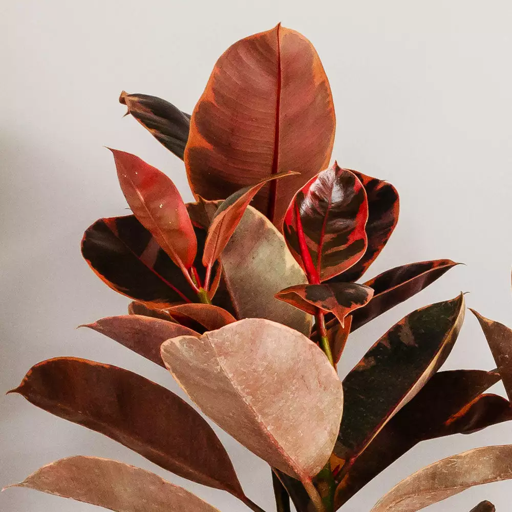 Fast Growing Trees Ficus Ruby (Variegated Rubber Plant) Air Purifying House Plants 6 Fast Growing Trees Ficus Ruby (Variegated Rubber Plant) Air Purifying House Plants