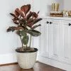 Fast Growing Trees Ficus Ruby (Variegated Rubber Plant) Air Purifying House Plants 2 Fast Growing Trees Ficus Ruby (Variegated Rubber Plant) Air Purifying House Plants