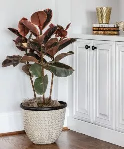 Fast Growing Trees Ficus Ruby (Variegated Rubber Plant) Air Purifying House Plants