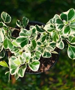 Fast Growing Trees Air Purifying House Plants Variegated Ficus Triangularis 12 Fast Growing Trees Air Purifying House Plants Variegated Ficus Triangularis