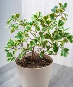 Fast Growing Trees Air Purifying House Plants Variegated Ficus Triangularis 11 Fast Growing Trees Air Purifying House Plants Variegated Ficus Triangularis