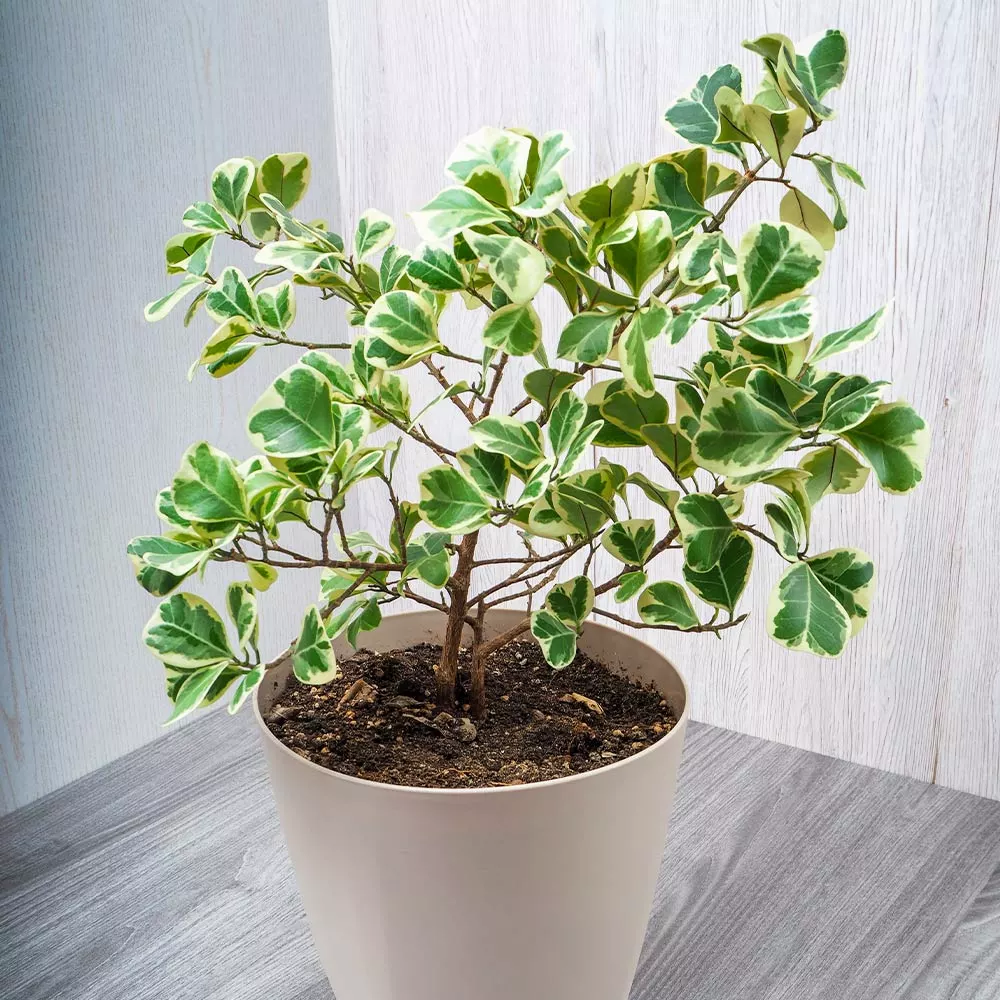 Fast Growing Trees Air Purifying House Plants Variegated Ficus Triangularis 5 Fast Growing Trees Air Purifying House Plants Variegated Ficus Triangularis