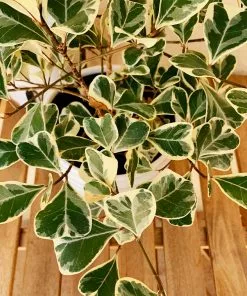 Fast Growing Trees Air Purifying House Plants Variegated Ficus Triangularis