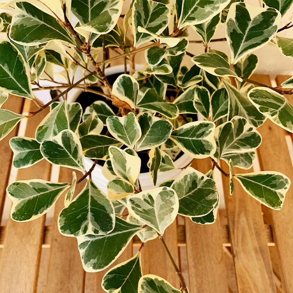 Fast Growing Trees Air Purifying House Plants Variegated Ficus Triangularis 4 Fast Growing Trees Air Purifying House Plants Variegated Ficus Triangularis