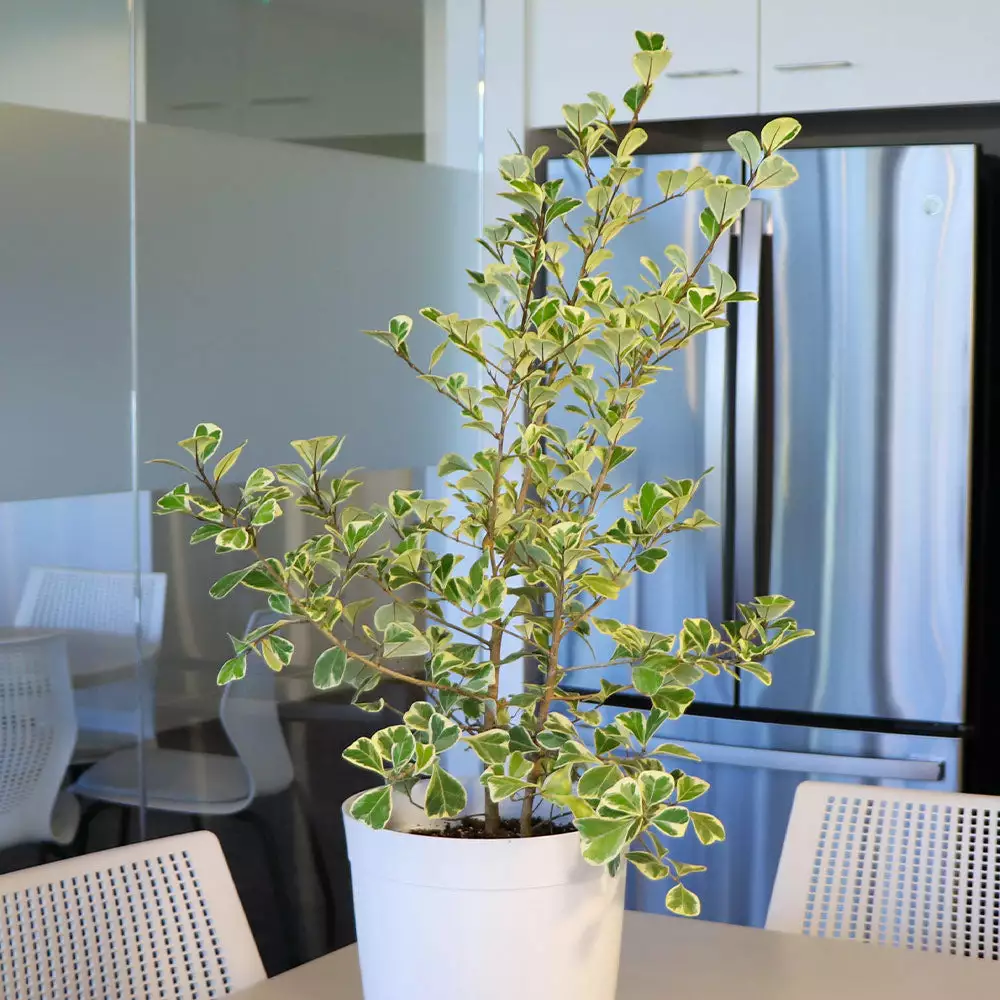 Fast Growing Trees Air Purifying House Plants Variegated Ficus Triangularis 7 Fast Growing Trees Air Purifying House Plants Variegated Ficus Triangularis