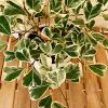 Fast Growing Trees Air Purifying House Plants Variegated Ficus Triangularis 2 Fast Growing Trees Air Purifying House Plants Variegated Ficus Triangularis