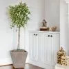 Fast Growing Trees Variegated Ficus Triangularis Tree Air Purifying House Plants 1 Fast Growing Trees Variegated Ficus Triangularis Tree Air Purifying House Plants