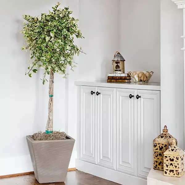 Fast Growing Trees Variegated Ficus Triangularis Tree Air Purifying House Plants 3 Fast Growing Trees Variegated Ficus Triangularis Tree Air Purifying House Plants