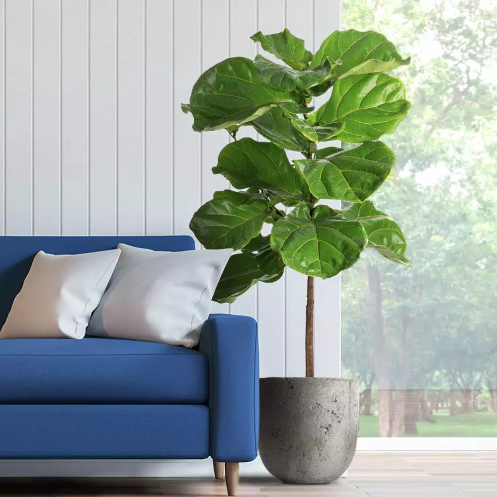Fast Growing Trees Fiddle-Leaf Fig Tree 4 Fast Growing Trees Fiddle-Leaf Fig Tree