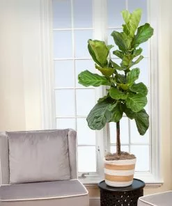 Fast Growing Trees Monstera Deliciosa And Fiddle Leaf Fig Combo 9 Fast Growing Trees Monstera Deliciosa And Fiddle Leaf Fig Combo