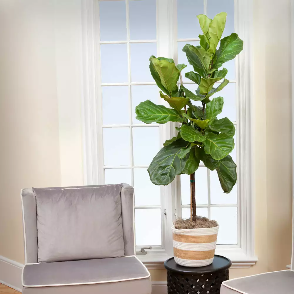 Fast Growing Trees Monstera Deliciosa And Fiddle Leaf Fig Combo 6 Fast Growing Trees Monstera Deliciosa And Fiddle Leaf Fig Combo