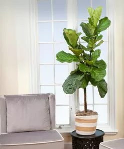 Fast Growing Trees Fiddle-Leaf Fig Tree 24 Fast Growing Trees Fiddle-Leaf Fig Tree