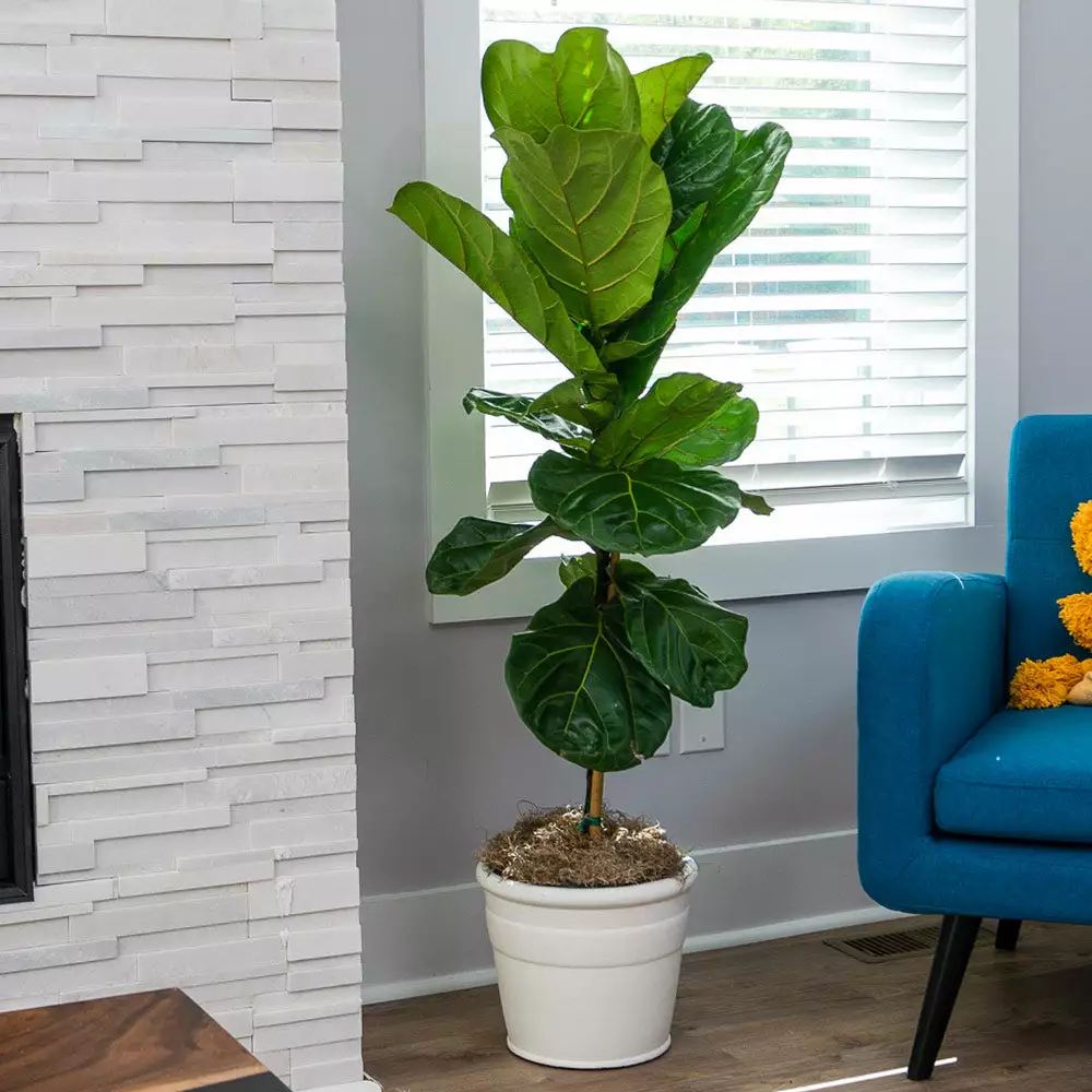 Fast Growing Trees Fiddle-Leaf Fig Tree 6 Fast Growing Trees Fiddle-Leaf Fig Tree