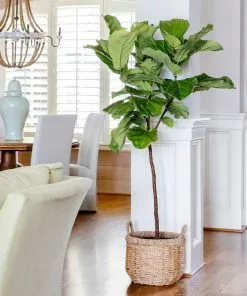 Fast Growing Trees Fiddle-Leaf Fig Tree 21 Fast Growing Trees Fiddle-Leaf Fig Tree