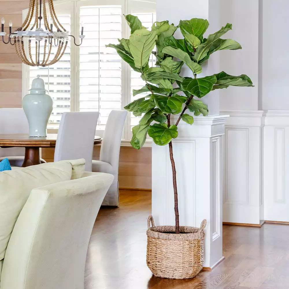 Fast Growing Trees Fiddle-Leaf Fig Tree 5 Fast Growing Trees Fiddle-Leaf Fig Tree