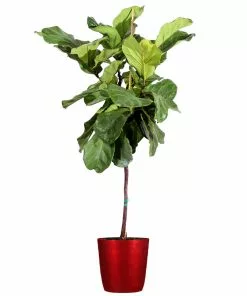 Fast Growing Trees Fiddle-Leaf Fig Tree 31 Fast Growing Trees Fiddle-Leaf Fig Tree