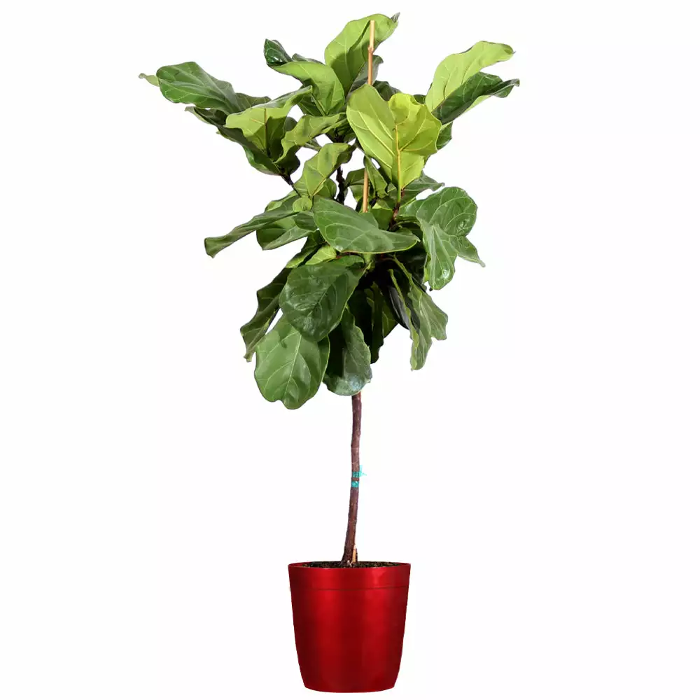 Fast Growing Trees Fiddle-Leaf Fig Tree 15 Fast Growing Trees Fiddle-Leaf Fig Tree