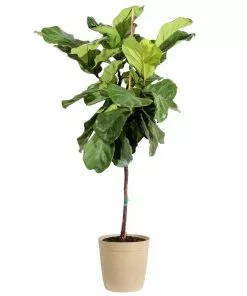 Fast Growing Trees Fiddle-Leaf Fig Tree 29 Fast Growing Trees Fiddle-Leaf Fig Tree