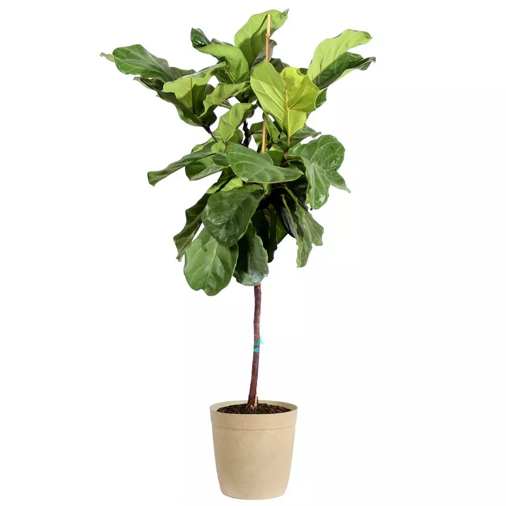 Fast Growing Trees Fiddle-Leaf Fig Tree 13 Fast Growing Trees Fiddle-Leaf Fig Tree