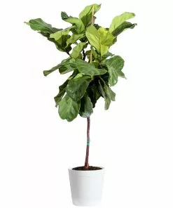 Fast Growing Trees Fiddle-Leaf Fig Tree 30 Fast Growing Trees Fiddle-Leaf Fig Tree