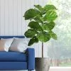 Fast Growing Trees Fiddle-Leaf Fig Tree 1 Fast Growing Trees Fiddle-Leaf Fig Tree