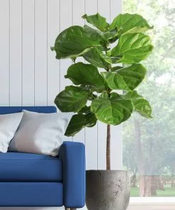 Fast Growing Trees Fiddle-Leaf Fig Tree