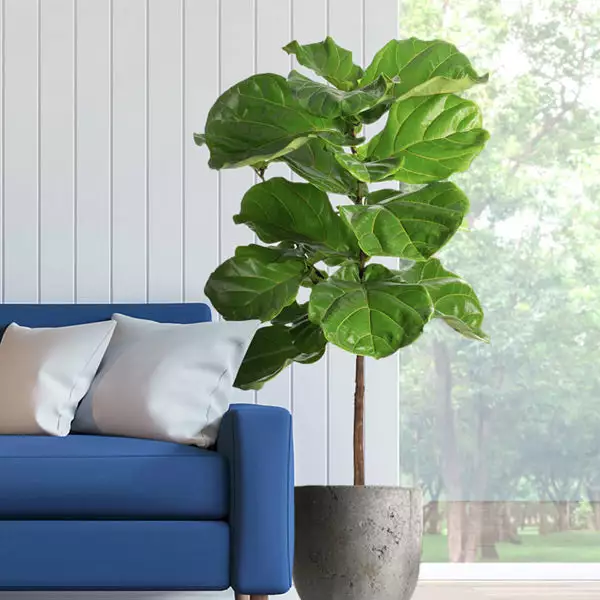Fast Growing Trees Fiddle-Leaf Fig Tree 3 Fast Growing Trees Fiddle-Leaf Fig Tree