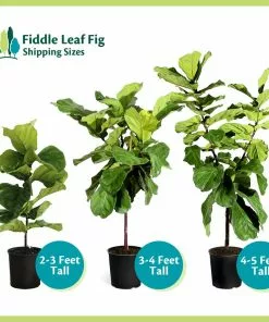 Fast Growing Trees Fiddle-Leaf Fig Tree 26 Fast Growing Trees Fiddle-Leaf Fig Tree