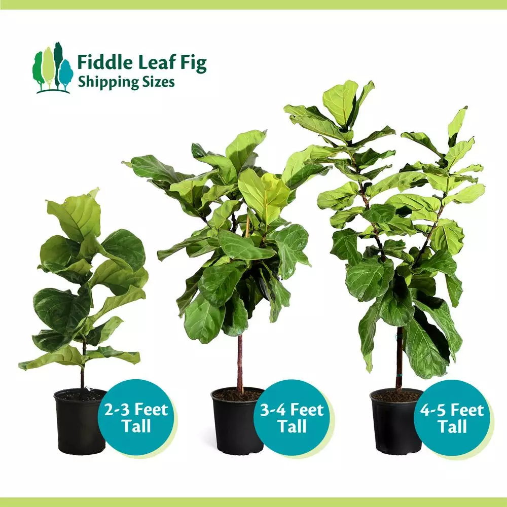 Fast Growing Trees Fiddle-Leaf Fig Tree 10 Fast Growing Trees Fiddle-Leaf Fig Tree