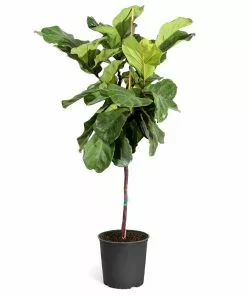 Fast Growing Trees Fiddle-Leaf Fig Tree 27 Fast Growing Trees Fiddle-Leaf Fig Tree