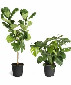 Fast Growing Trees Monstera Deliciosa And Fiddle Leaf Fig Combo