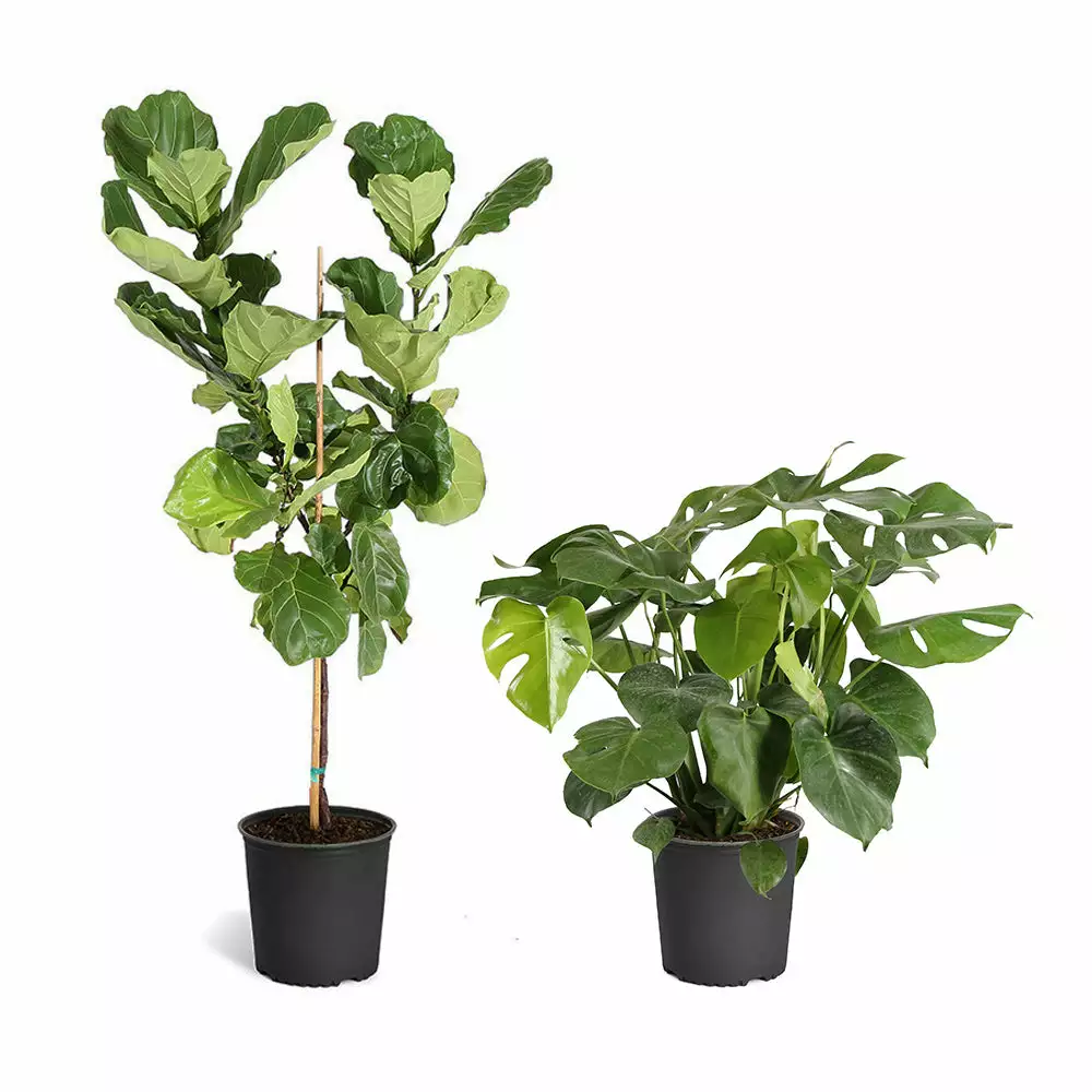 Fast Growing Trees Monstera Deliciosa And Fiddle Leaf Fig Combo 4 Fast Growing Trees Monstera Deliciosa And Fiddle Leaf Fig Combo