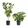 Fast Growing Trees Monstera Deliciosa And Fiddle Leaf Fig Combo 2 Fast Growing Trees Monstera Deliciosa And Fiddle Leaf Fig Combo