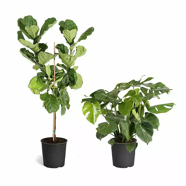 Fast Growing Trees Monstera Deliciosa And Fiddle Leaf Fig Combo 3 Fast Growing Trees Monstera Deliciosa And Fiddle Leaf Fig Combo