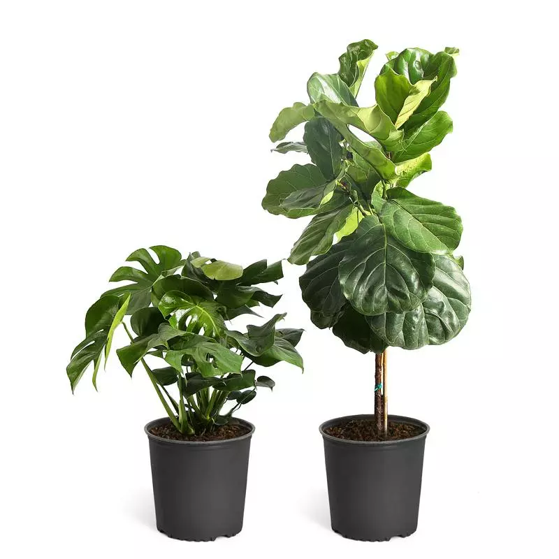Fast Growing Trees Fiddle-Leaf Fig Tree 9 Fast Growing Trees Fiddle-Leaf Fig Tree