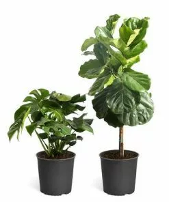 Fast Growing Trees Floor Plants Monstera Deliciosa (Swiss Cheese Plant) 21 Fast Growing Trees Floor Plants Monstera Deliciosa (Swiss Cheese Plant)