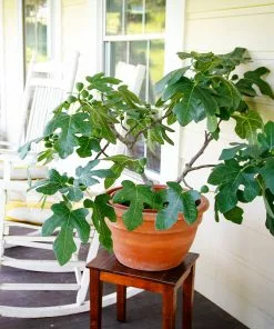 Fast Growing Trees Fignomenal Fig Tree