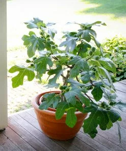 Fast Growing Trees Fignomenal Fig Tree 8 Fast Growing Trees Fignomenal Fig Tree