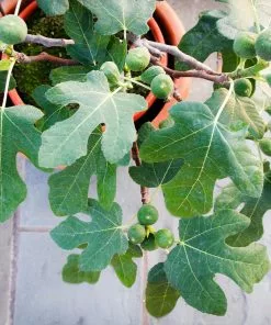 Fast Growing Trees Fignomenal Fig Tree 9 Fast Growing Trees Fignomenal Fig Tree