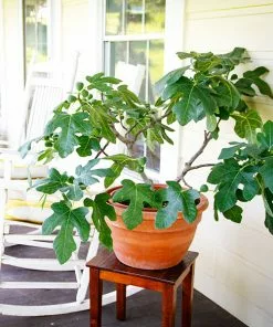 Fast Growing Trees Fignomenal Fig Tree
