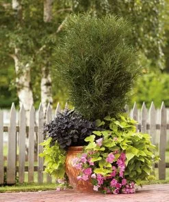 Fast Growing Trees Fine Line® Buckthorn Shrub