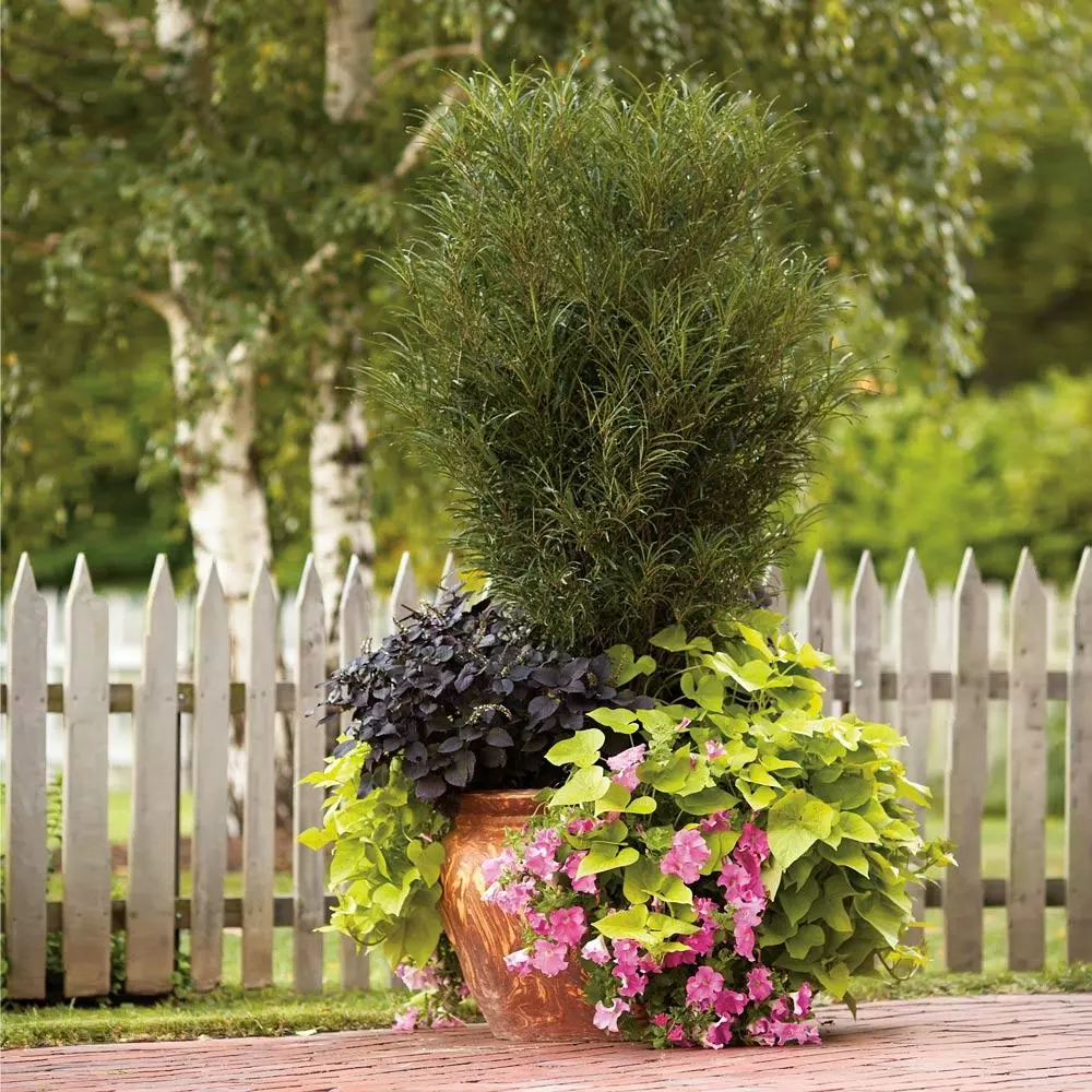 Fast Growing Trees Fine Line® Buckthorn Shrub 4 Fast Growing Trees Fine Line® Buckthorn Shrub