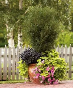 Fast Growing Trees Fine Line® Buckthorn Shrub