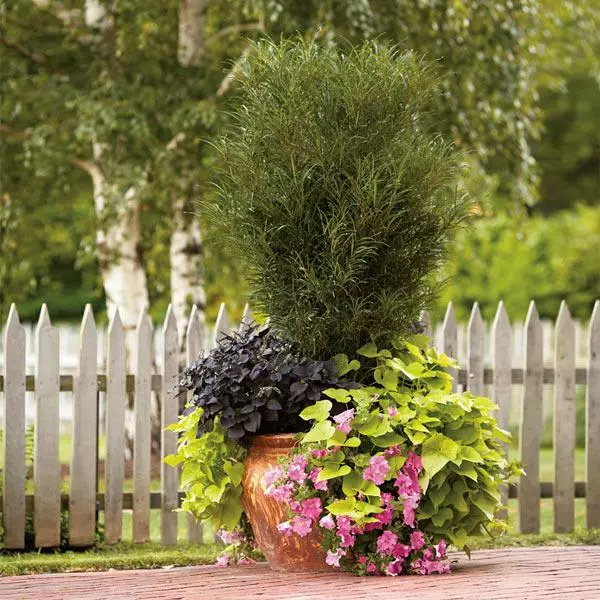 Fast Growing Trees Fine Line® Buckthorn Shrub 3 Fast Growing Trees Fine Line® Buckthorn Shrub