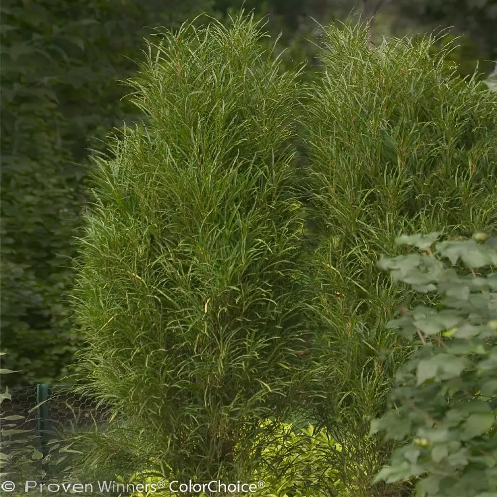 Fast Growing Trees Fine Line® Buckthorn Shrub 5 Fast Growing Trees Fine Line® Buckthorn Shrub